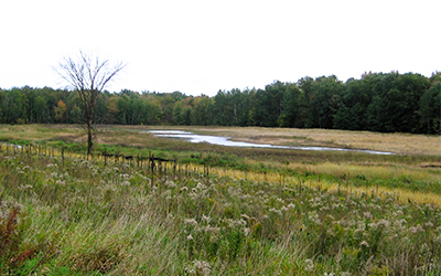 A field with a wetland in the middle and forest in the distance.