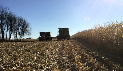 Harvesters in a corn field with corn stalks left in their wake. Standing corn on the right side of the photo.