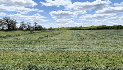 A field with harvested hay laying on the ground drying. Blue sky with white fluffy clouds.