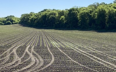 Tilled Field Planted with Corn