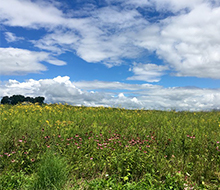 Prairie in bloom with a blue sky filled with fluffy white clouds