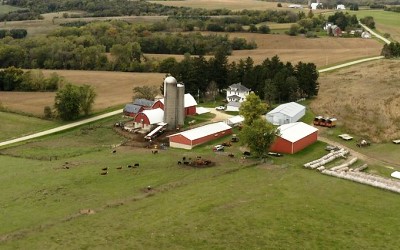 Aerial view of farm with cows and many buildings.