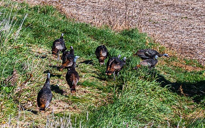 Turkeys near cropped field