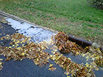 leaves in storm drain