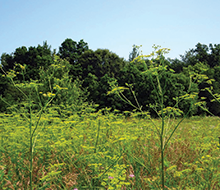 State Laws and Invasive Species Management Resources