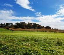 Agricultural field with a strip of green vegetation buffering.